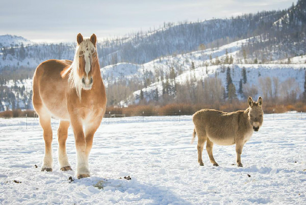 Draft horse snow C Lazy U Colorado
